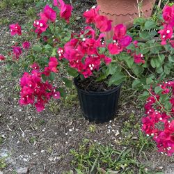 BOUGAINVILLEA PLANT IN POT FOR SALE IN LARGO 