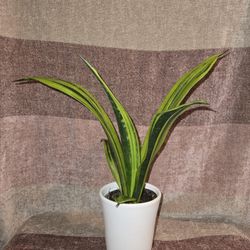 Rare Golden Flame Snake Plant 