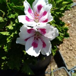 Variedad De Plantas