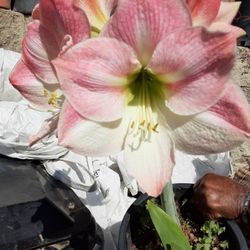 Pink And White Amaryllis Plant Five Gallon Pot 