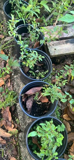 Pomegranate Seedlings