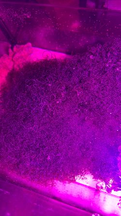 Cheato micro algae