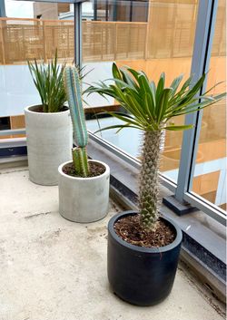 Assorted out door plants