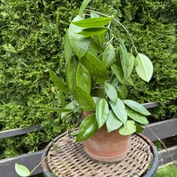 Rare Exotic Beautiful Hoya Plant (Wax Plant) Star-Shaped Flowers