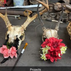 Skull Mount Projects 