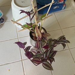 Beautiful Arrangements 