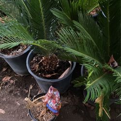 Sago Palms
