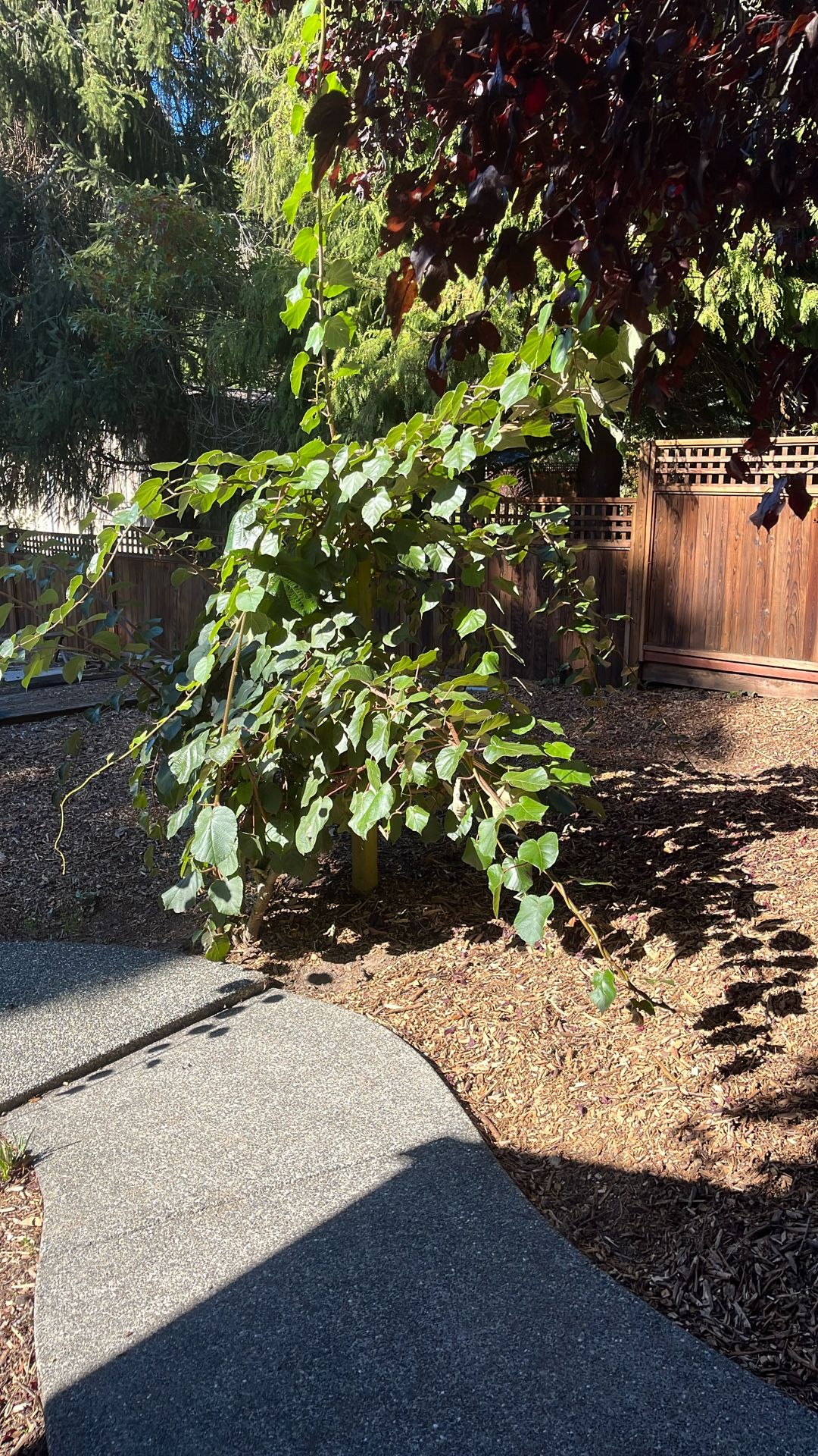 Amazing kiwi plant ( Read Below It Isn’t $1)