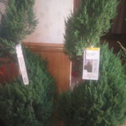 Spiral Juniper Blue Point
