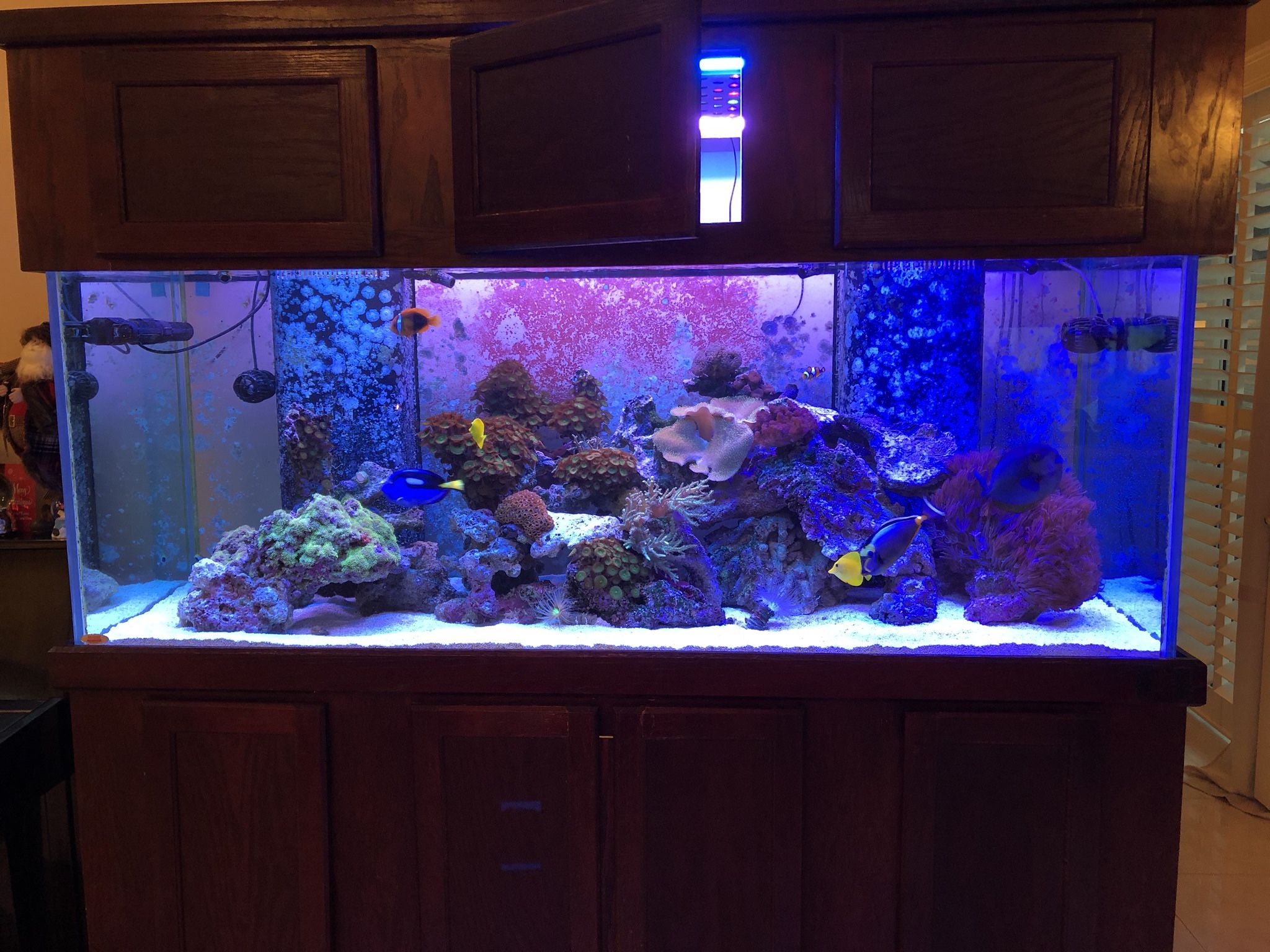 250 Gallon Saltwater Aquarium
