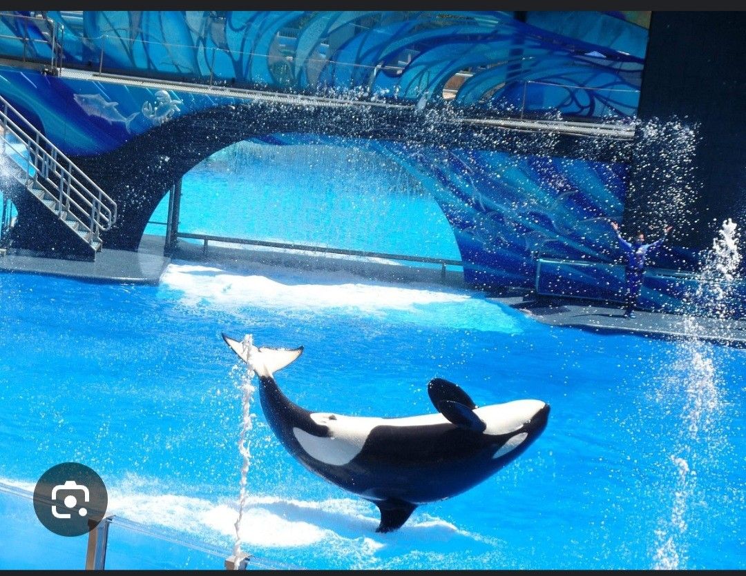 Sea World Ticket For Sale
