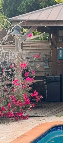 Potted Bougainvillea