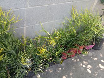 2 feet Tall "Firestick cactus", Euphorbia Tirucalli n a gallon container