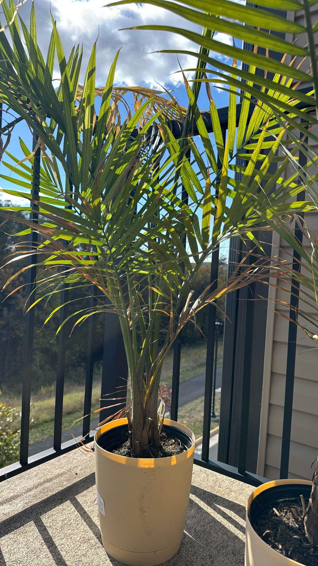 Majesty Pam Indoor Live Plant Two For $30