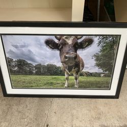 Cow pasture Picture