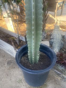 Cactus San Pedro 6ft Tall