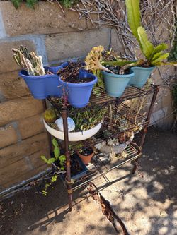 cactus in seculates