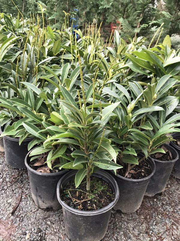 Skip Laurel privacy hedge plants for Sale in Puyallup, WA