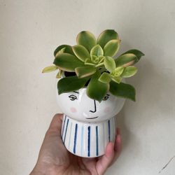 Beautiful Kiwi Aeonium Plant With Pot