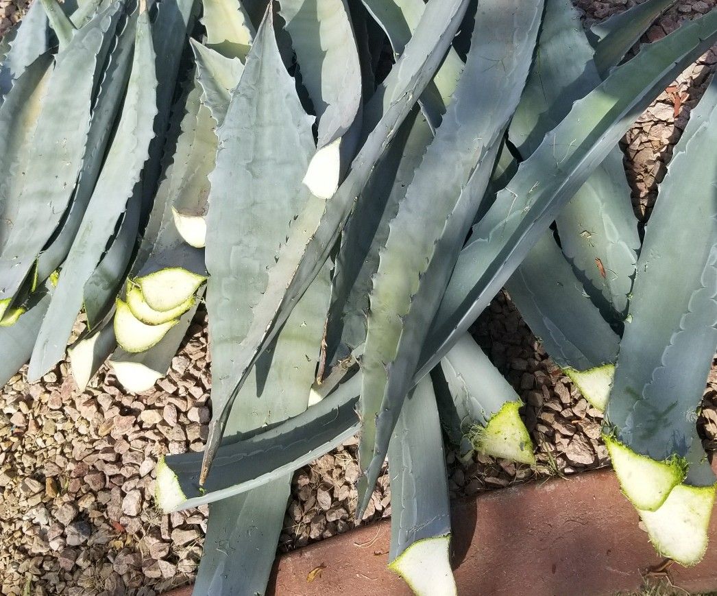 PENCAS DE MAGUEY..