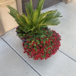 Sago Palms
