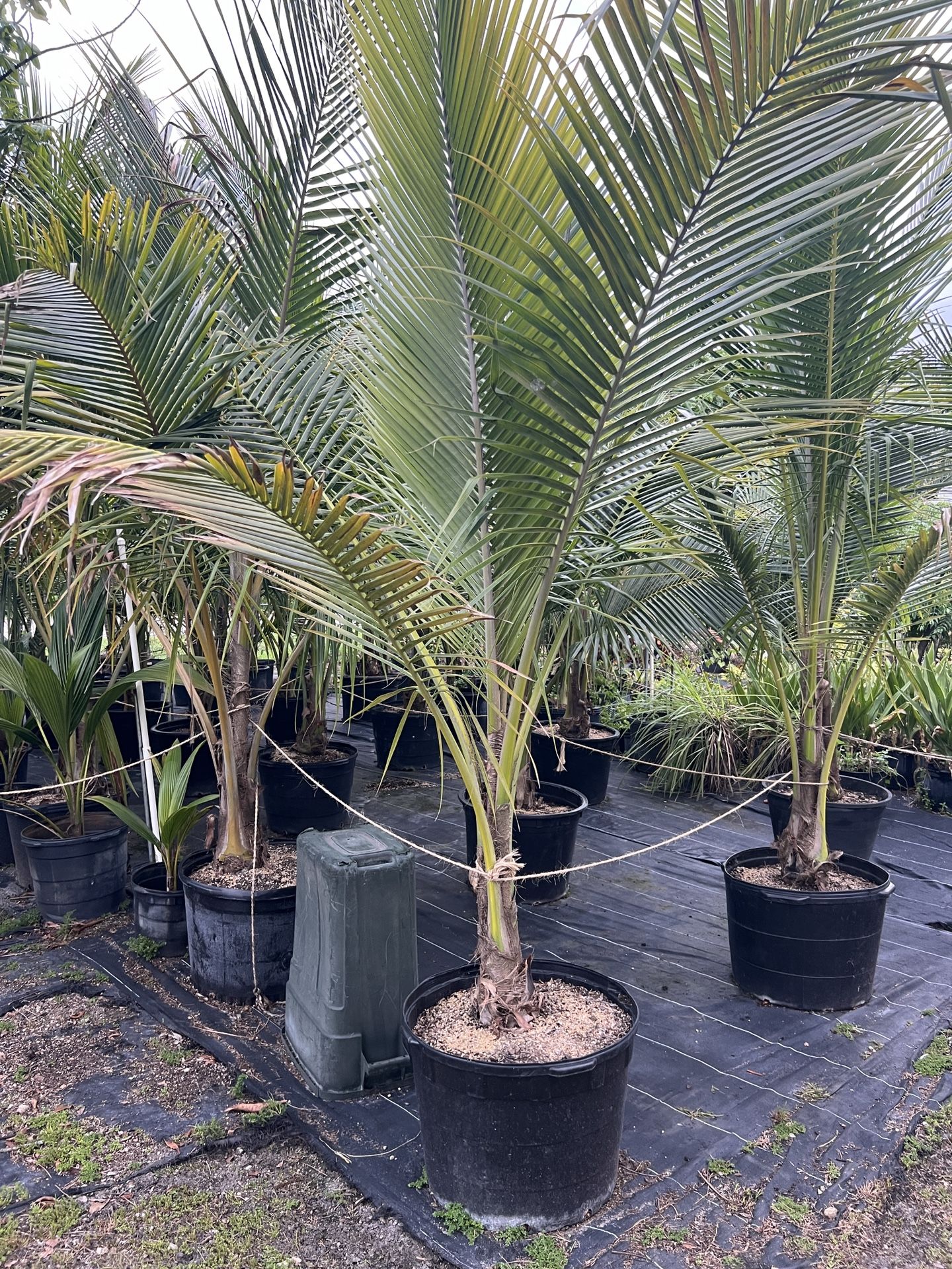 Dwarf Coconut Palms 15 Gallon