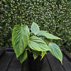 Philodendron Fuzzy Petiole Plant 