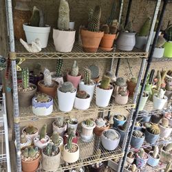 Small Cactus In Ceramic Pots With Drainage...see All Pics...$5 To $10 Each