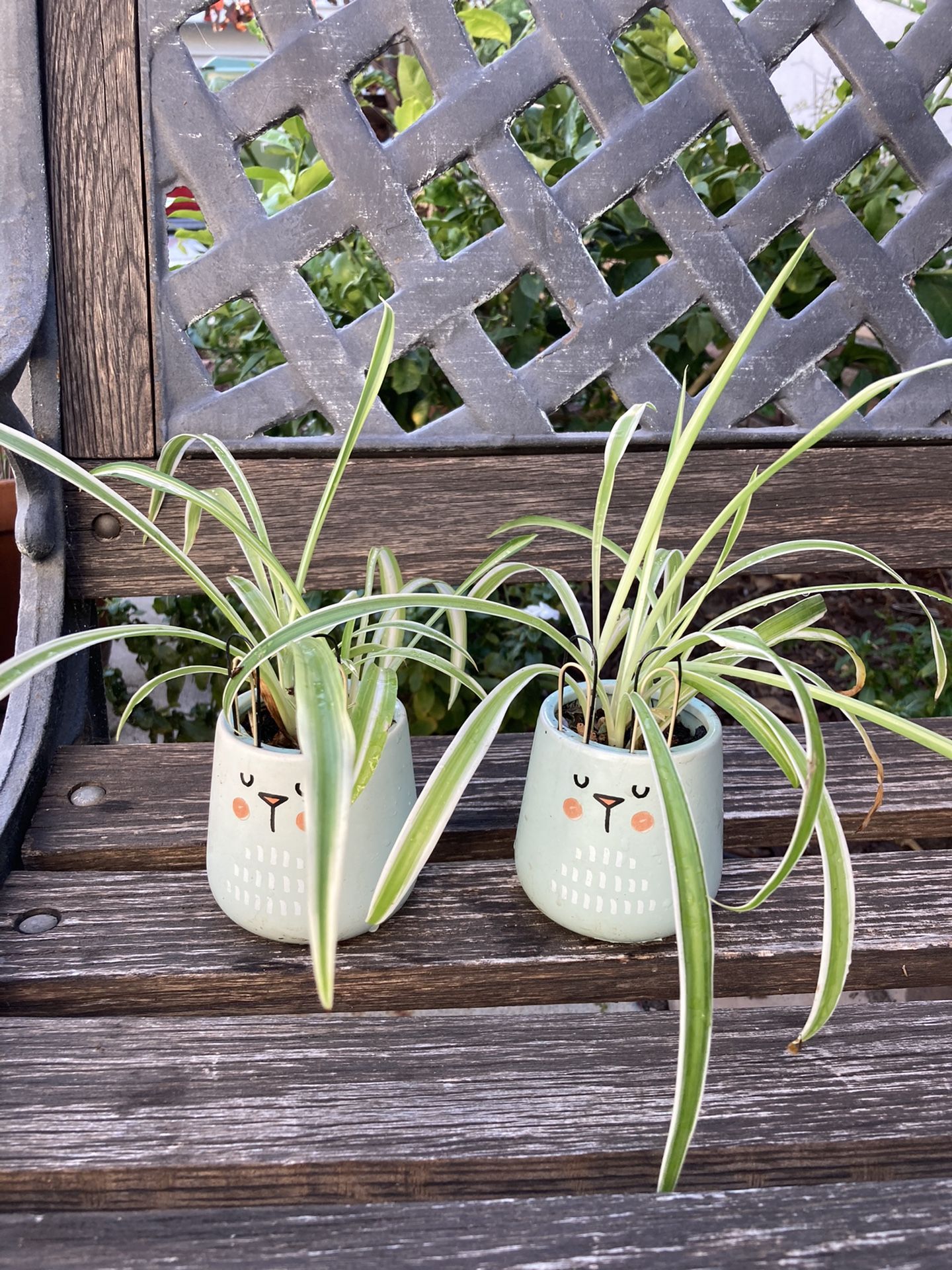 Two Plants In Cute Planters!!
