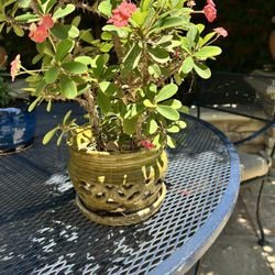 Plants On Pots Corona De Cristo