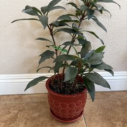 Live African Fig Ficus Plant Tree with Ceramic Pot (Please read full description)