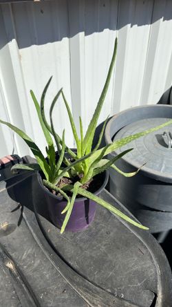 Three Aloe Vera Plants.