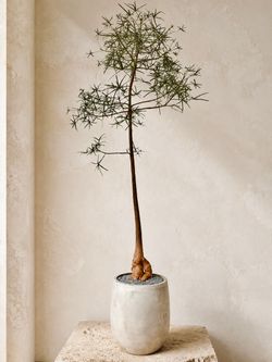 ~ 7 Ft. Tall Queensland Bottle Tree/ Brachychiton Rupestris (Planter Included) ‘Local LA Seller’