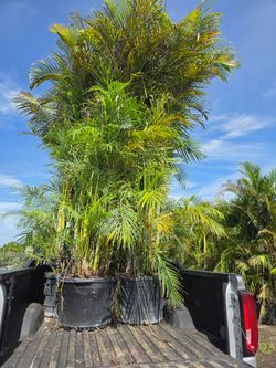 hube arevas Christmas palms over 10  feet tall Instant privacy Hedge and decoration