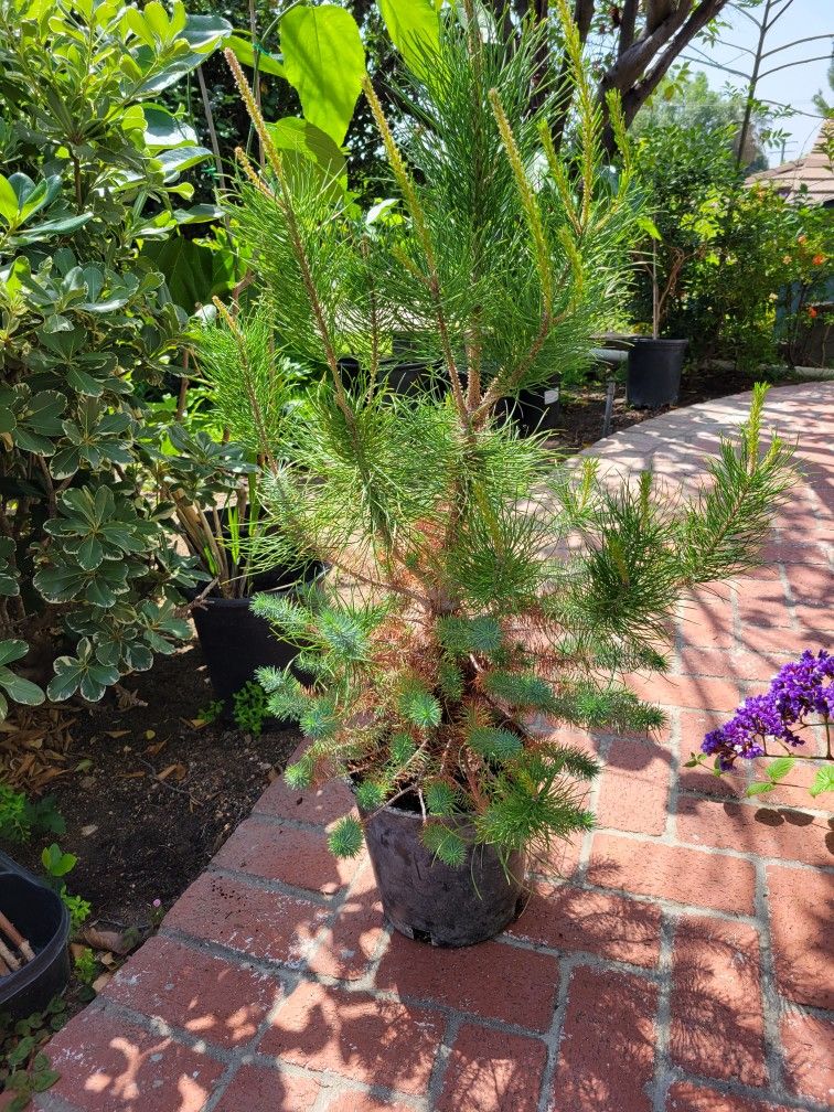 Italian Stone Pine Tree