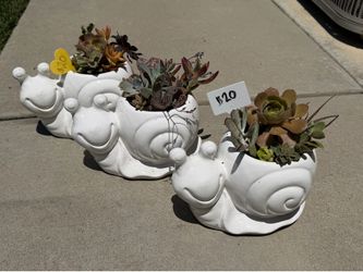Succulent snail planters
