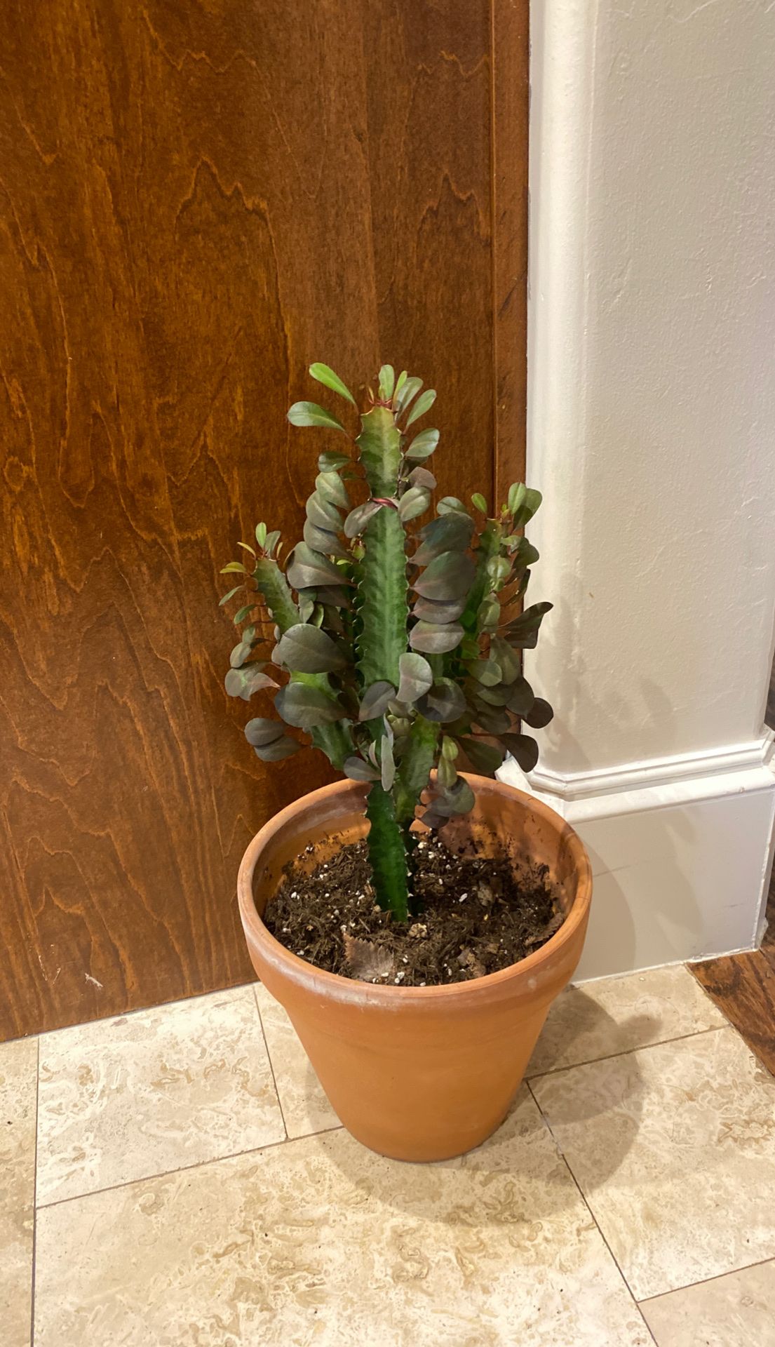 Euphorbia Trigona 🌵