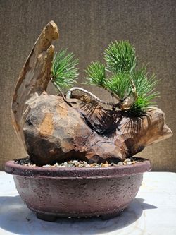 Japanese Black Pine Bonsai Tree