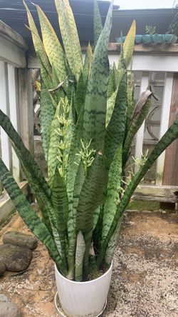 Nice plants