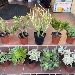 Succulents price is for each Normal Heights