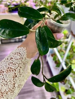 Hoya Carnosa