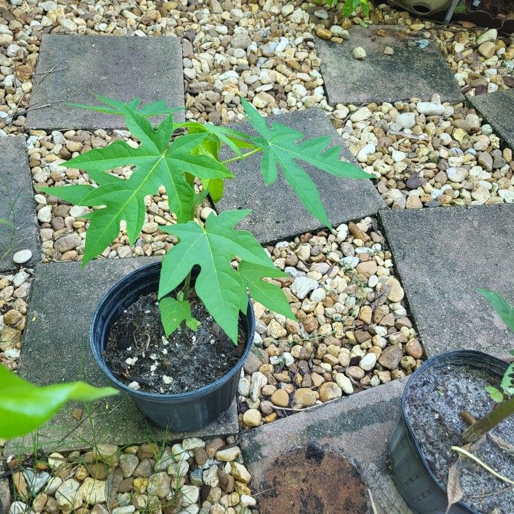 papaya plants 