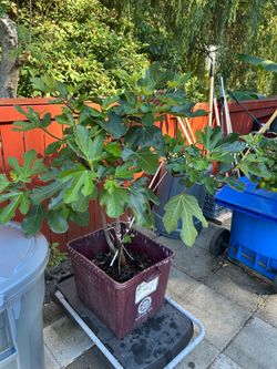 Fig plant for sale (7 yrs old)