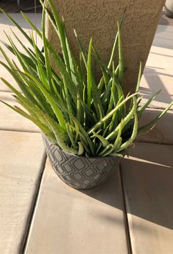 Aloe