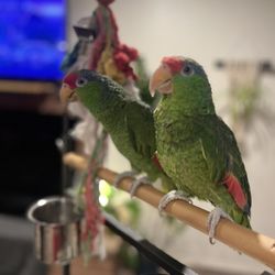 Red Crown Parrots