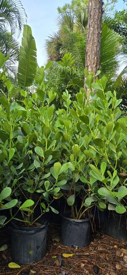 Clusia price includes installation 4 feet tall in 7g