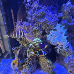 Salt Water Tank 