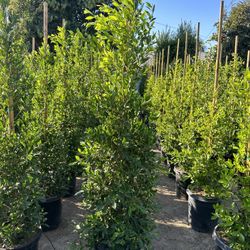 Ficus Nitida Indian Laurel Privacy Hedge