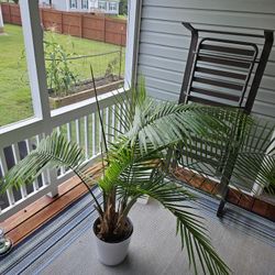 Majesty Palm