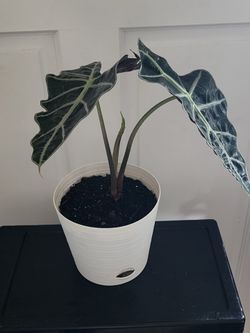 ALOCASIA